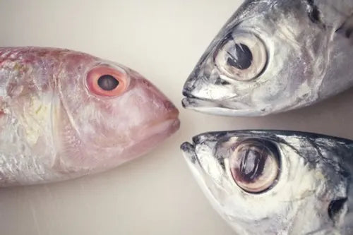 TEST Poissons
